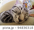 アメショー ごま ソファーで昼寝する子猫（魚眼） 94836318