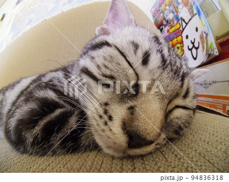 アメショー ごま ソファーで昼寝する子猫（魚眼） 94836318