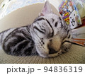 アメショー ごま ソファーで昼寝する子猫（魚眼） 94836319