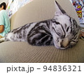 アメショー ごま ソファーで昼寝する子猫（魚眼） 94836321