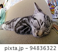 アメショー ごま ソファーで昼寝する子猫（魚眼） 94836322