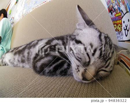 アメショー ごま ソファーで昼寝する子猫（魚眼） 94836322
