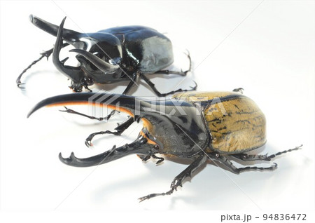 ヘラクレスオオカブトとコーカサスオオカブト　白背景 94836472