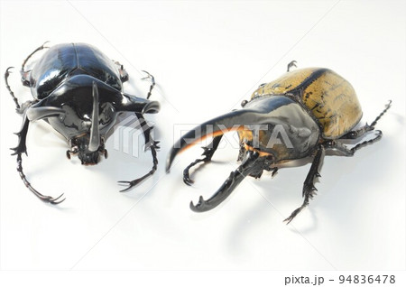 ヘラクレスオオカブトとコーカサスオオカブト 白背景 ヘラクレスオオカブトとコーカサスオオカブト 白背景 94836478