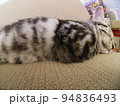 アメショー ごま ソファーで昼寝する子猫（魚眼） 94836493