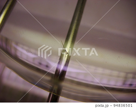 DNA DNA 遺伝子 94836501
