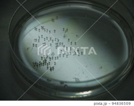 DNA ＤＮＡ 遺伝子 94836509