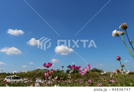 河川敷の爽やかな青空 秋の風に揺れるきれいなコスモス 鬼怒グリーンパーク 河川敷の爽やかな青空 秋の風に揺れるきれいなコスモス 鬼怒グリーンパーク 94836747
