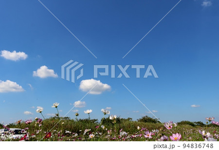 河川敷の爽やかな青空 秋の風に揺れるきれいなコスモス 鬼怒グリーンパーク 河川敷の爽やかな青空 秋の風に揺れるきれいなコスモス 鬼怒グリーンパーク 94836748