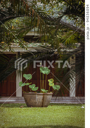 Beautiful of Lotus flowers growing in antique large ornamental pot front of A Thai pavilion. Beautiful of Lotus flowers growing in antique large ornamental pot front of A Thai pavilion. 94836894