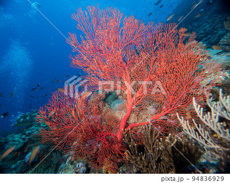 沖縄　海 94836929