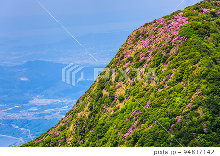 普賢岳のミヤマキリシマ 【長崎県雲仙市】 普賢岳のミヤマキリシマ 【長崎県雲仙市】 94837142