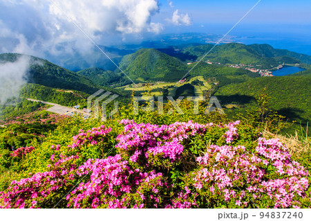 妙見岳のミヤマキリシマ　【長崎県雲仙市】 94837240