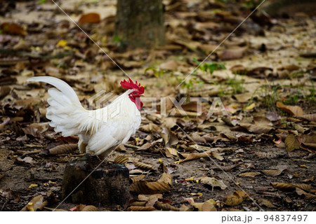 White chicken walking in a farm Poultry animal White chicken walking in a farm Poultry animal 94837497