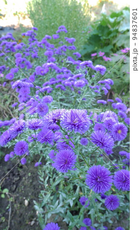 秋の日陰の青紫の友禅菊 94837601