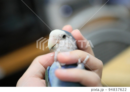 ペット お気に入り 愛玩動物 94837622