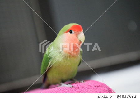 ペット お気に入り 愛玩動物 94837632