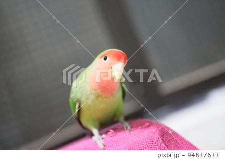 ペット お気に入り 愛玩動物 94837633