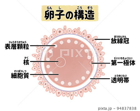 卵子の構造のわかりやすい図解イラスト　日本語 94837838