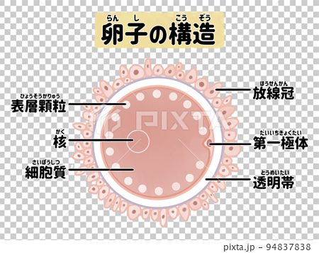 卵子の構造のわかりやすい図解イラスト　日本語 94837838