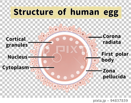 簡單易懂的雞蛋結構圖解(英文) 簡單易懂的雞蛋結構圖解(英文) 94837839