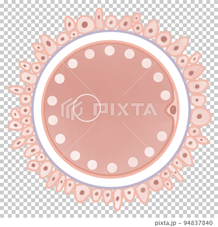 Easy-to-understand illustration of the structure of an egg 94837840