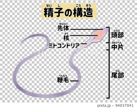 Easy-to-understand illustration of the structure of sperm (Japanese) 94837841