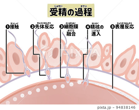 妊娠のしくみ 受精の過程の水彩図解イラスト 妊娠のしくみ 受精の過程の水彩図解イラスト 94838146