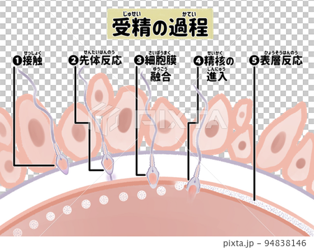 妊娠のしくみ 受精の過程の水彩図解イラスト 妊娠のしくみ 受精の過程の水彩図解イラスト 94838146