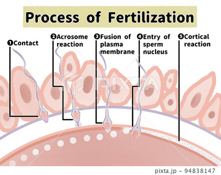 妊娠のしくみ　受精の過程の水彩図解イラスト 94838147