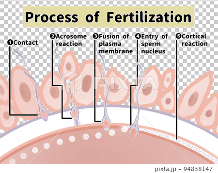 妊娠のしくみ　受精の過程の水彩図解イラスト 94838147