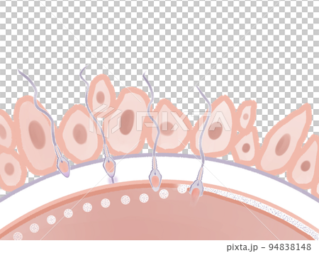 Mechanism of pregnancy Watercolor illustration of the process of fertilization Mechanism of pregnancy Watercolor illustration of the process of fertilization 94838148