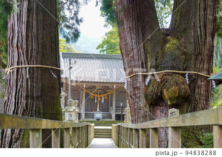 菅原神社の境内に樹齢2300年と伝えられる天然記念物の巨木「栢野の大杉」｜石川県加賀市 94838288