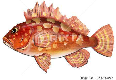 防波堤で釣れる魚カサゴのイラスト 防波堤で釣れる魚カサゴのイラスト 94838697
