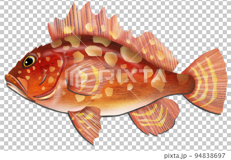 防波堤で釣れる魚カサゴのイラスト 防波堤で釣れる魚カサゴのイラスト 94838697