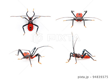 Group of red assassin bug isolated on white background. Animal. Insect. Group of red assassin bug isolated on white background. Animal. Insect. 94839375