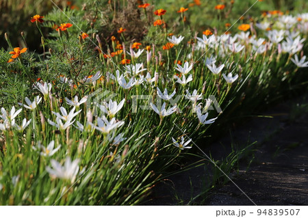 日本の秋の公園に咲く白いゼフィランサスの花と橙色のマリーゴールドの花 94839507