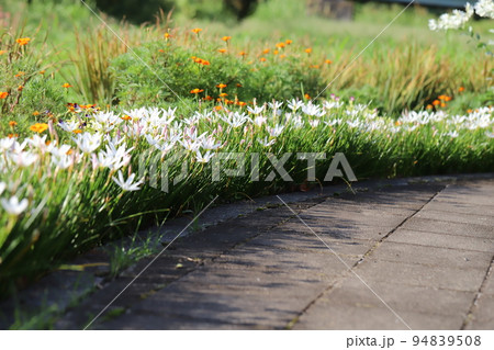日本の秋の公園に咲く白いゼフィランサスの花と橙色のマリーゴールドの花 94839508