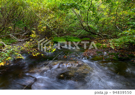 獅子ヶ鼻湿原 苔群生地 秋田県 獅子ヶ鼻湿原 苔群生地 秋田県 94839550