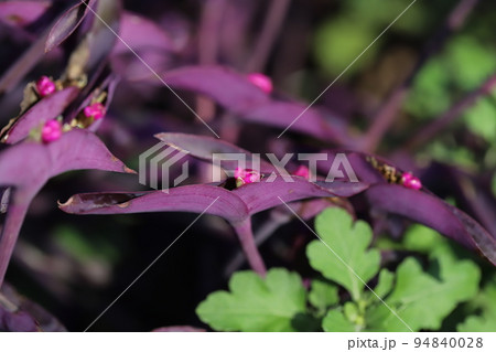日本の秋の公園に咲くピンクの花と紫色の葉を持つムラサキゴテン 日本の秋の公園に咲くピンクの花と紫色の葉を持つムラサキゴテン 94840028