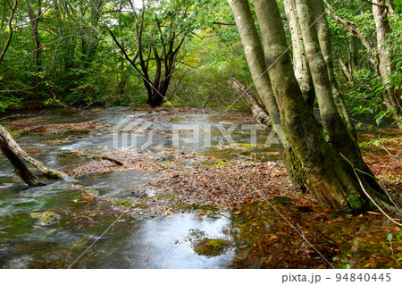 鳥海マリモ生育する獅子ヶ鼻湿原清流 秋田県 鳥海マリモ生育する獅子ヶ鼻湿原清流 秋田県 94840445