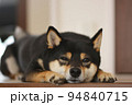 眠そうな表情で伏せをする柴犬 94840715