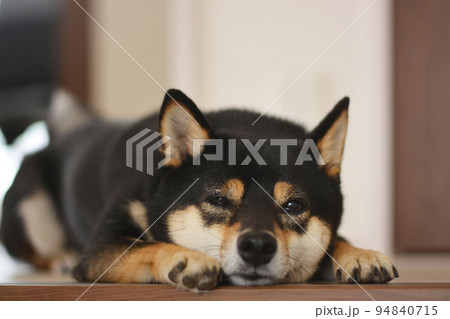 眠そうな表情で伏せをする柴犬 眠そうな表情で伏せをする柴犬 94840715