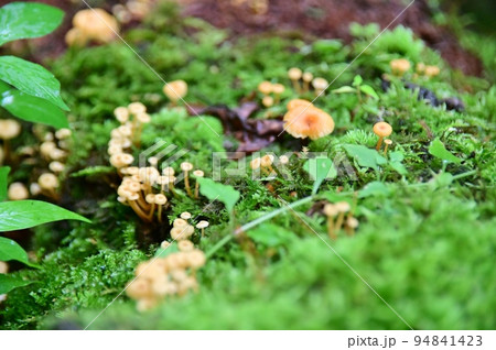 緑色の苔と小さなキノコ 緑色の苔と小さなキノコ 94841423