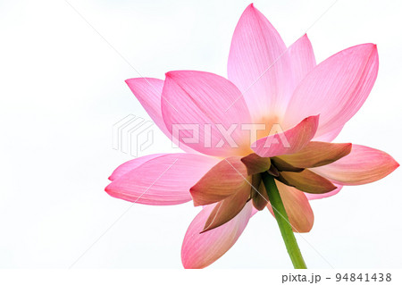 北海道安平町、花びらのグラデーションとラインが美しい蓮の花【白背景】 94841438
