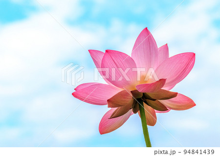 北海道安平町、青空に向かって咲く蓮の花【8月】 94841439