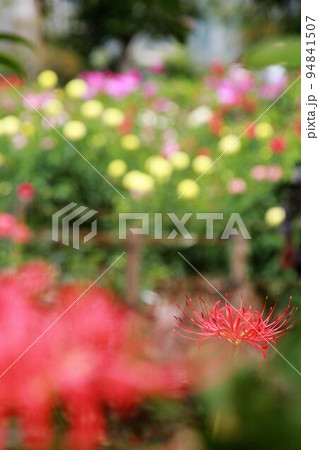 両神山麓花の郷　満開のダリア 94841507