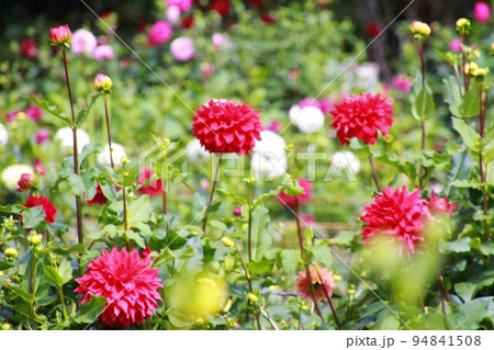 両神山麓花の郷　満開のダリア 94841508