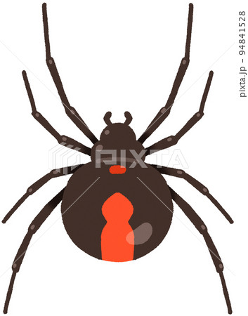 セアカゴケグモ セアカゴケグモ 94841528