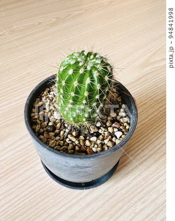 大仏殿 サボテン 大仏殿 サボテン 94841998